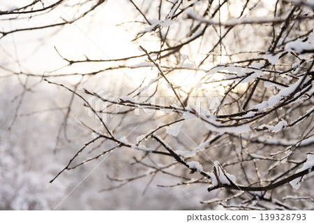 The sun breaks through the snow-covered branches of trees. Winter landscape. The sun breaks through the snow-covered branches of trees. Winter landscape. 139328793