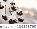 Tree branches in the snow. Winter landscape. 139328795