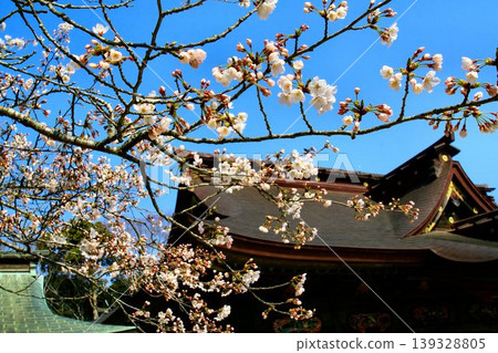 春天，櫻花盛開…鹽灶港節的起點【志灶神社】 139328805