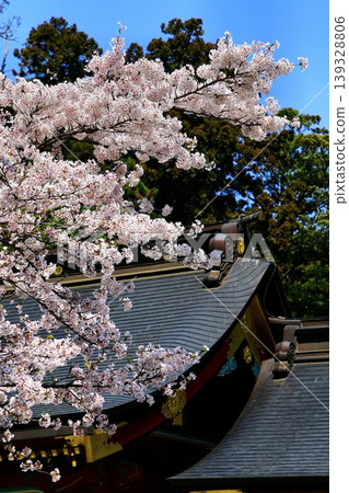 Spring - When the cherry blossoms bloom... The starting point of the Shiogama Minato Festival [Shiogama Shrine] 139328806