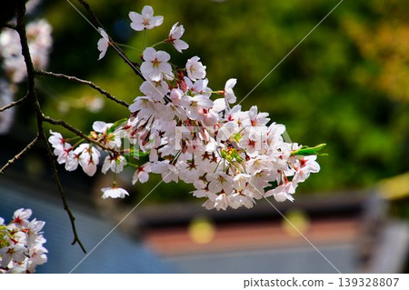 Spring - When the cherry blossoms bloom... The starting point of the Shiogama Minato Festival [Shiogama Shrine] 139328807
