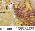 At the market, a large live crab swims in the water. 139328825