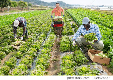 Farm workers picking organic green lettuce in field 139328858