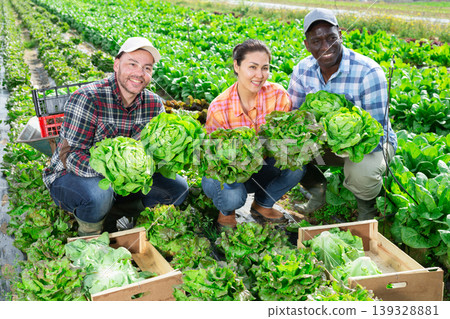 Cheerful farmers posing on leaf vegetables field Cheerful farmers posing on leaf vegetables field 139328881