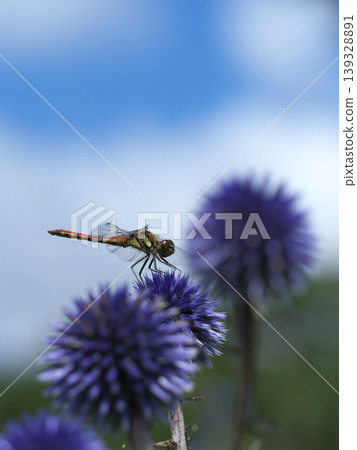 Echinops and Red Dragonflies Echinops and Red Dragonflies 139328891