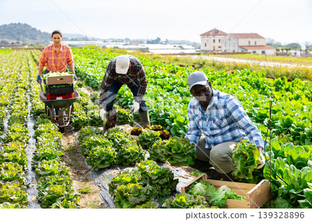 Multiethnic team of farm workers picking lettuce 139328896