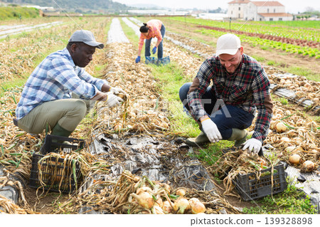Two male farmers harvesting onions on vegetable farm plantation 139328898