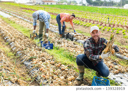 Successful vegetable grower harvesting onions on farm field Successful vegetable grower harvesting onions on farm field 139328919