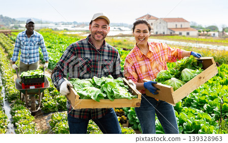 Farmers posing with lettuce crop on field 139328963