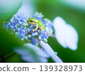 A tree frog on a hydrangea flower. 139328973