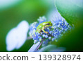 A tree frog on a hydrangea flower. 139328974