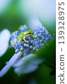 A tree frog on a hydrangea flower. 139328975