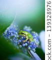 A tree frog on a hydrangea flower. 139328976