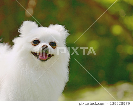 The Pomeranian's face stares The Pomeranian's face stares 139328979
