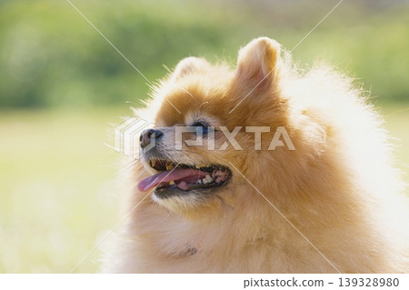 一隻博美犬專注凝視的側臉 139328980