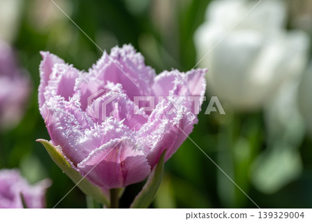 Pink tulips "Maiden's Dress" 139329004