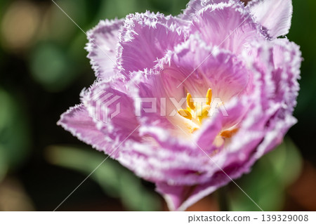 Pink tulips "Maiden's Dress" Pink tulips "Maiden's Dress" 139329008