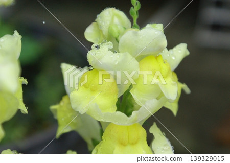 Snapdragons wet with rain Snapdragons wet with rain 139329015