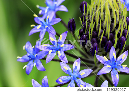 被雨水浸透的秘魯藍鈴花（日本藍鈴花） 139329037