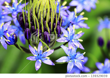 Rain-soaked Scilla peruviana (Japanese Scilla) flowers Rain-soaked Scilla peruviana (Japanese Scilla) flowers 139329039