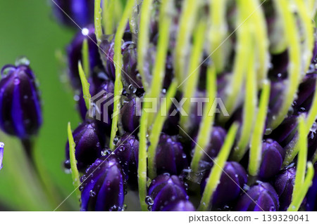 Rain-soaked buds of Scilla peruviana (Japanese squirrel) Rain-soaked buds of Scilla peruviana (Japanese squirrel) 139329041
