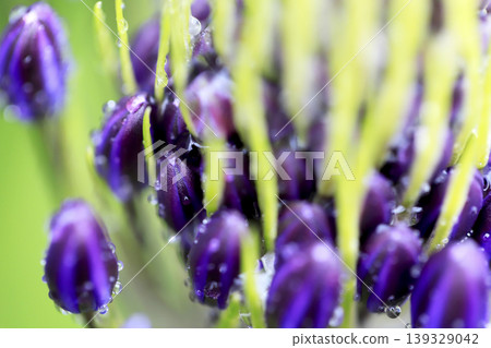 Rain-soaked buds of Scilla peruviana (Japanese squirrel) Rain-soaked buds of Scilla peruviana (Japanese squirrel) 139329042