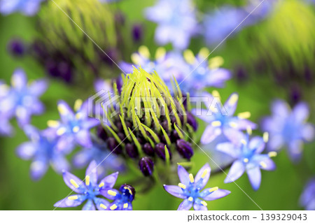 Rain-soaked Scilla peruviana (Japanese Scilla) flowers Rain-soaked Scilla peruviana (Japanese Scilla) flowers 139329043