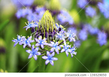 被雨水浸透的秘魯藍鈴花(日本藍鈴花) 被雨水浸透的秘魯藍鈴花(日本藍鈴花) 139329050