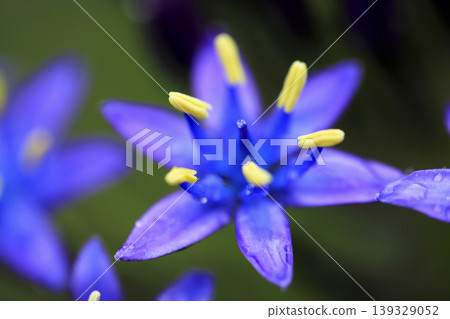 Rain-soaked Scilla peruviana (Japanese Scilla) flowers Rain-soaked Scilla peruviana (Japanese Scilla) flowers 139329052