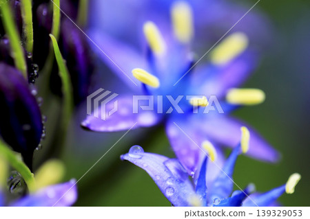 Rain-soaked Scilla peruviana (Japanese Scilla) flowers Rain-soaked Scilla peruviana (Japanese Scilla) flowers 139329053