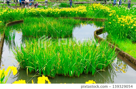Tokyo, Higashimurayama, Kitayama Park, Iris Festival Tokyo, Higashimurayama, Kitayama Park, Iris Festival 139329054