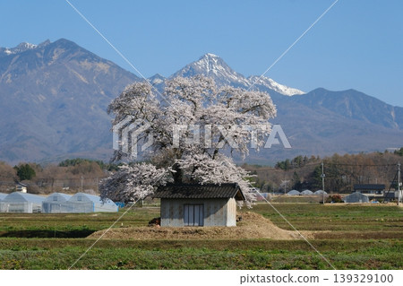鄉村景色,山巒疊嶂,櫻花盛開 鄉村景色,山巒疊嶂,櫻花盛開 139329100