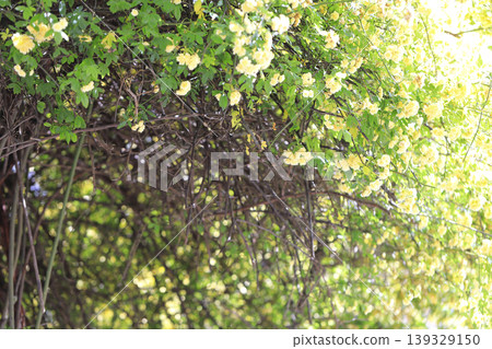 Yellow flowers of the Banksia rose hanging from the trellis in the flowerbed. Yellow flowers of the Banksia rose hanging from the trellis in the flowerbed. 139329150