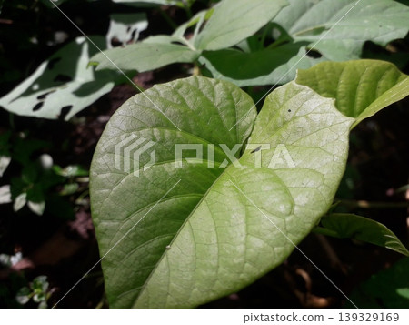 Macro Focus of a Fresh Young Heart-Shaped Sweet Potato Leaf Macro Focus of a Fresh Young Heart-Shaped Sweet Potato Leaf 139329169