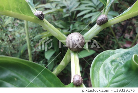 Close up of Amorphophallus muelleri plant showing bulbil or frog tubers on the stem Close up of Amorphophallus muelleri plant showing bulbil or frog tubers on the stem 139329176