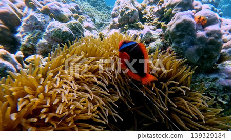 A tomato clownfish (Amphiprion frenatus) guarding a colony of snakelocks anemone (Anemonia sulcata) among vibrant dense coral reef, seen during snorkeling in Dauin, Philippines A tomato clownfish (Amphiprion frenatus) guarding a colony of snakelocks anemone (Anemonia sulcata) among vibrant dense coral reef, seen during snorkeling in Dauin, Philippines 139329184
