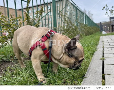A happy French bulldog dog of fawn color walks outside in good weather on a leash in summer. 139329368