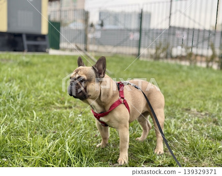 A happy French bulldog dog of fawn color walks outside in good weather on a leash in summer. A happy French bulldog dog of fawn color walks outside in good weather on a leash in summer. 139329371