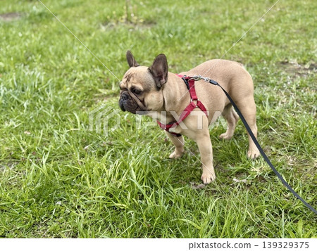 A happy French bulldog dog of fawn color walks outside in good weather on a leash in summer. 139329375