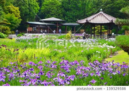 上北鳶尾園景色，鳶尾花盛開。 139329386