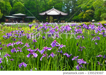 上北鳶尾園景色，鳶尾花盛開。 139329387