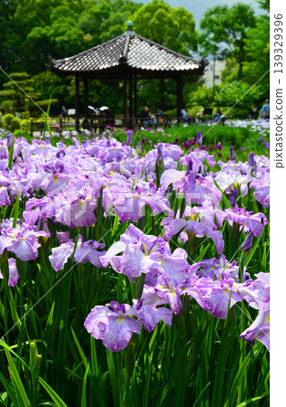 上北鳶尾園景色,鳶尾花盛開。 上北鳶尾園景色,鳶尾花盛開。 139329396