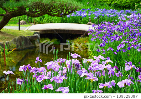 The scenery of the Jōhoku Iris Garden, where irises are in full bloom. 139329397