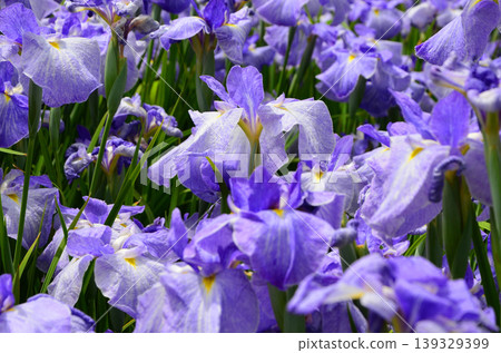 The scenery of the Jōhoku Iris Garden, where irises are in full bloom. The scenery of the Jōhoku Iris Garden, where irises are in full bloom. 139329399