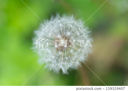 Dandelion's fluff Dandelion's fluff 139329407