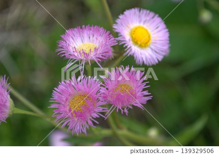 粉紅色的飛蓬花正在盛開。 139329506