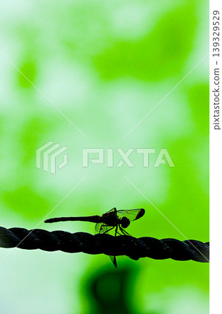 Dragonfly that fits in branches 139329529