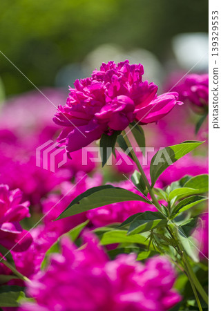 Red-purple peonies are in bloom in the peony garden. 139329553