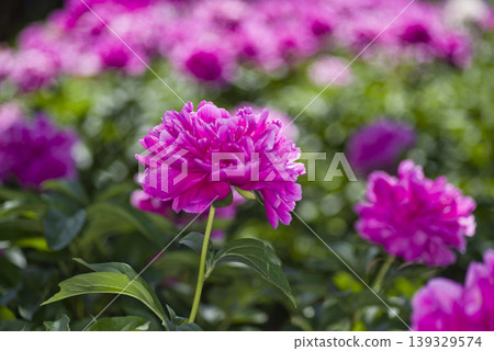 Pink peonies are blooming in the peony garden. Pink peonies are blooming in the peony garden. 139329574