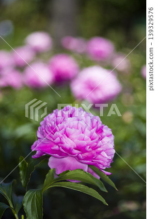 Pink peonies are blooming in the peony garden. 139329576